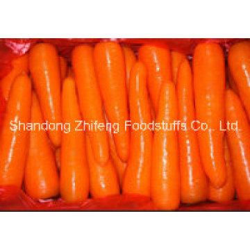 Chinese Top Quality Fresh Carrot